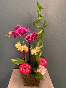 Orchids and Orchid Plant Delivery