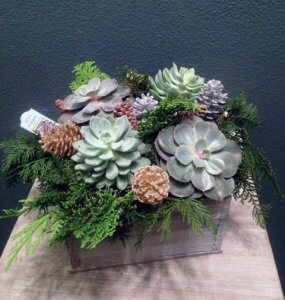 Succulent Plants-marysville Florist